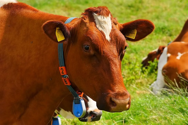 cow with electronic tag